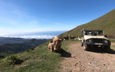 Discover Madeira on Jeep