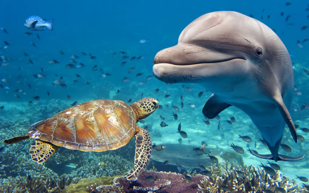 An Ocean of Adventures