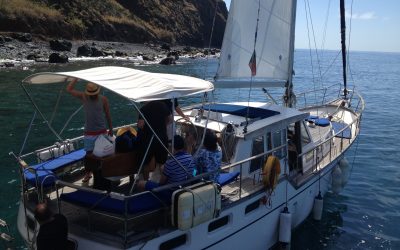 Dolphins and Whale Watching in the Madeira Islands